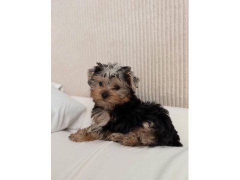 Ev ortamından yorkshire terrier yavrular