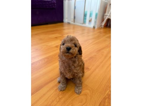 Minicik yavru toy poodle köpekler
