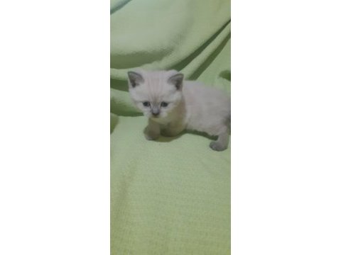 Scottish fold longhair