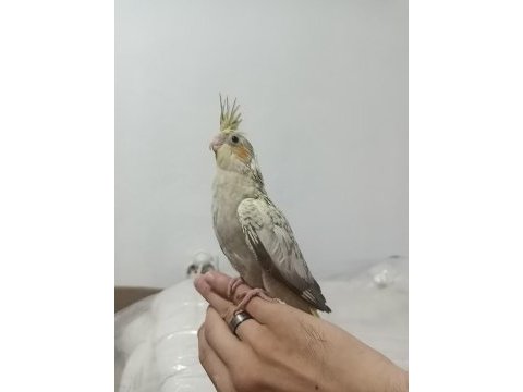 Daha yeni doğmuş sultan papağanı yavruları 4 yavru