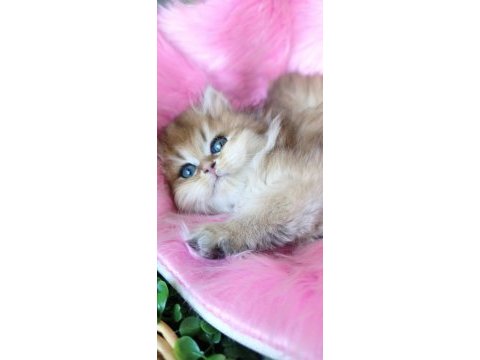 Ny25 dişi british longhair