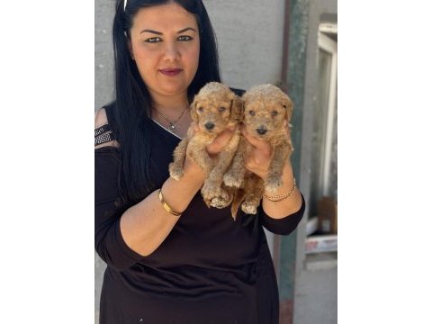 Sağlık ve ırk garantili toy poodle yavrularım