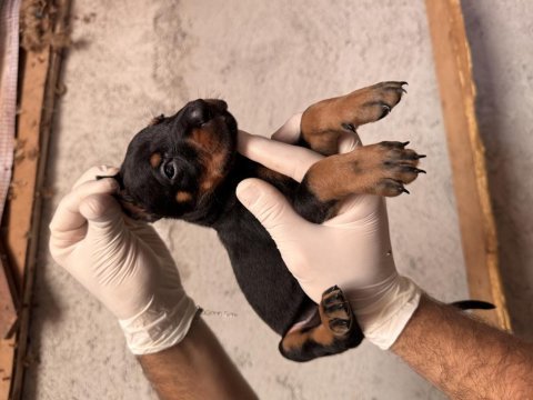 Anne altından doberman yavruları