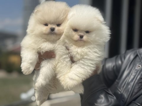 Safkan çok özel teddy face pomeranian yavrularımız