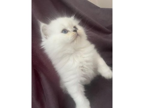 Maviş kar beyaz yavrular british longhair point