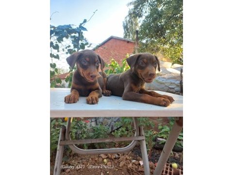 Orjinal doberman yavrular