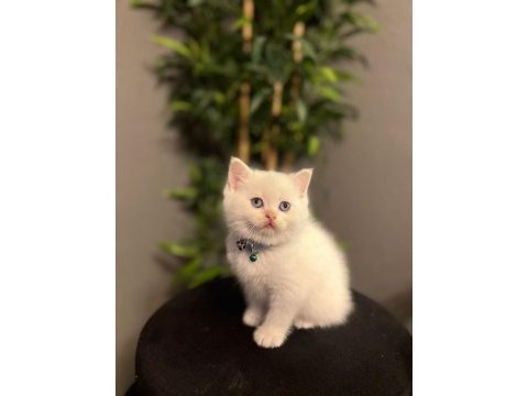 Beyaz brıtısh shorthair yavrularım 