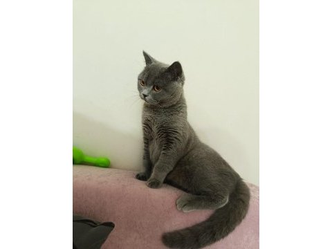 Uygun sahiplendirme british shorthair