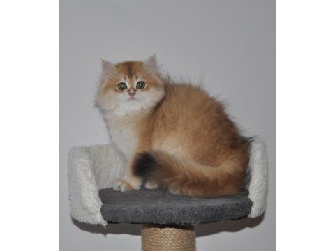2.5 aylık golden british longhair erkek yavru