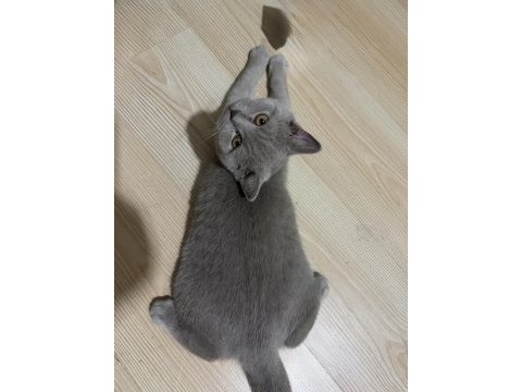 8 aylık british shorthair