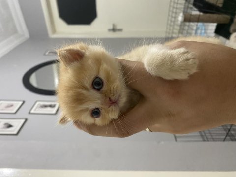 Scottish fold blue point yavrularım