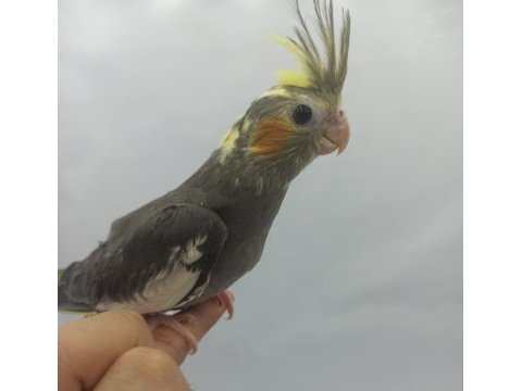 Grey insan aşığı yavru bebek sultan papağanı