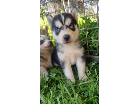 Sibirya husky yavrumuz