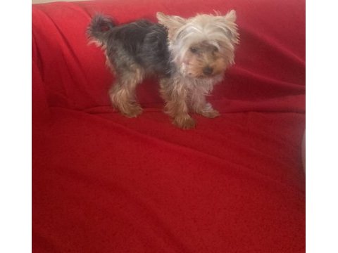 7 aylık şecereli yorkshire terrier