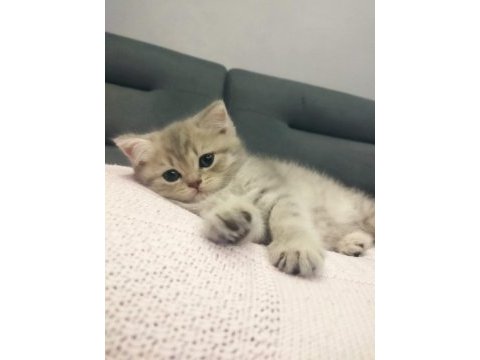 British longhair dişi kedi 3 aylık