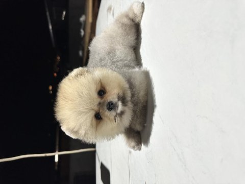 Ayı surat garantili pomeranian