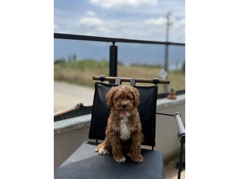 Çift renk toy poodle yavrumuz yeni yuvasına hazır