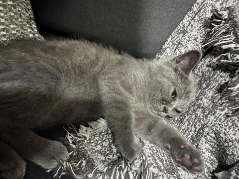 4 aylık british shorthair yavru