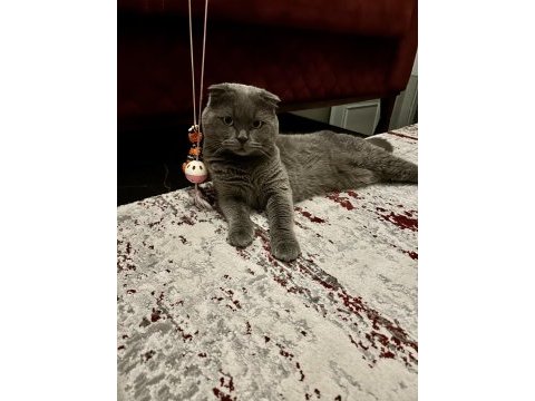 Scottish fold kedi sahiplendirme