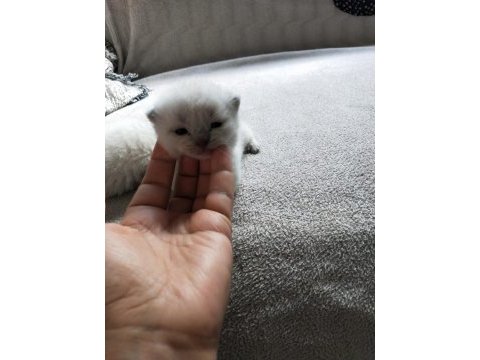 Son iki erkek scottish fold yavrum rezerveye açık