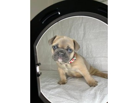 Kalite french bulldog arayanlar