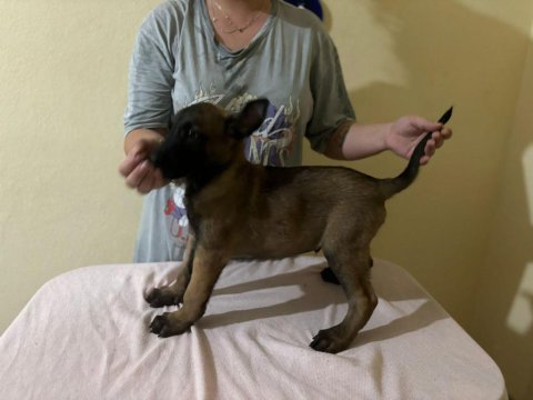 Irk garantili belçika kurdu yavrularım
