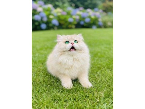 British longhair erkek