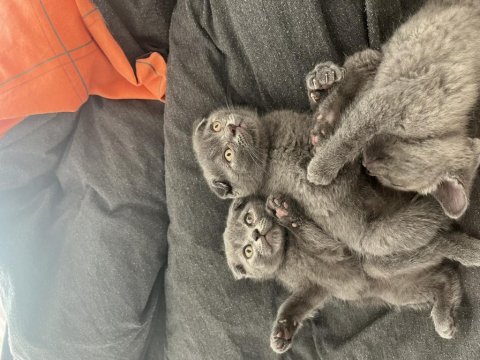 Tatlış scottish fold bebekler