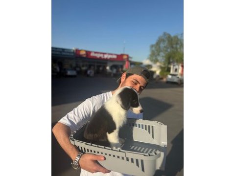 Tertemiz harika border collie