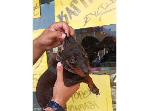 Doberman yavrular 19/05 doğumlu cipli karneli