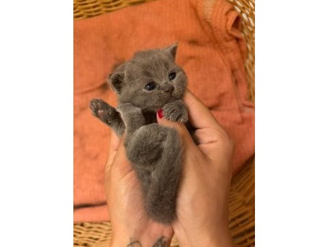 Son kalan yavru british shorthair