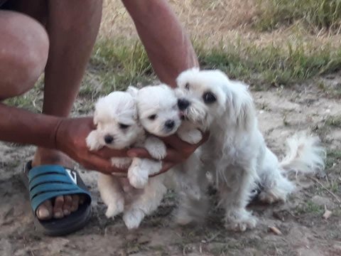 Orjinal maltese terrier bebekler