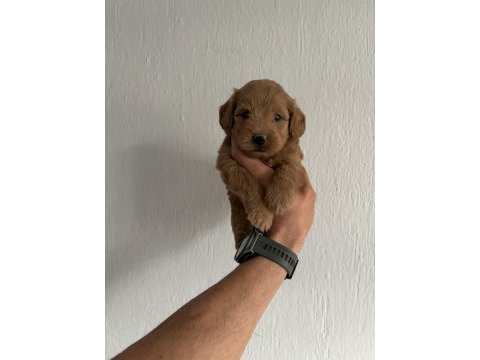 Maltipoo red bebekler