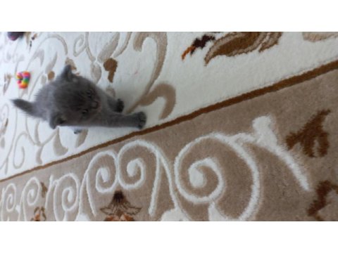 British shorthair yavru kedimiz