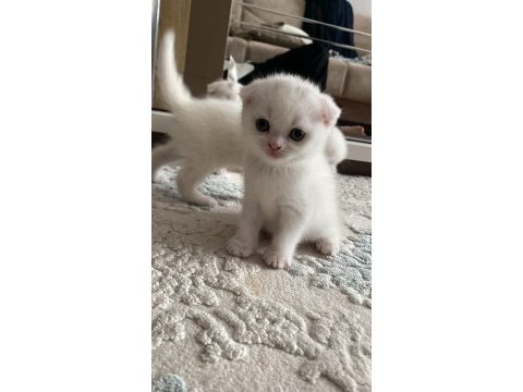 Brıtısh shorthaır 2 aylık 4 tane yavru kum eğitimli
