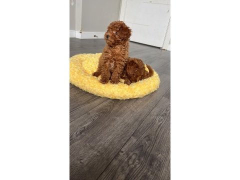 Sağlık garantili sevimli tam toy poodle yavrularımız