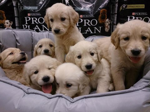 Bebek yüzlü golden retriever yavruları