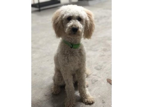 1 yaşına girmek üzere erkek poodle