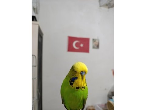 Topluda uygun muhabbet kuşu