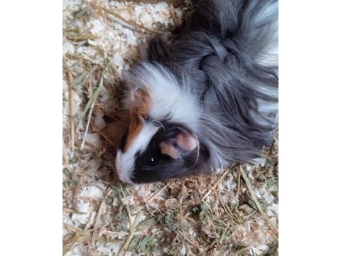 Guinea pig