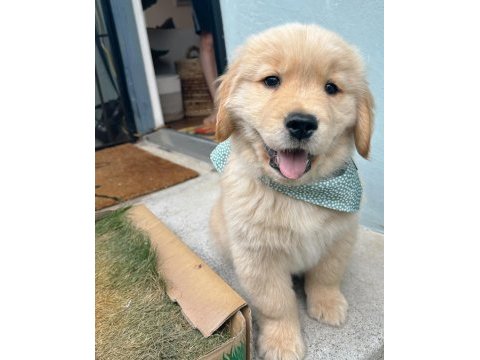 Golden retriever kapıda ödemeli çiftlik kredi kartı geçer