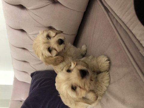 Cockapoo bebekler tüy dökmez çok uygun