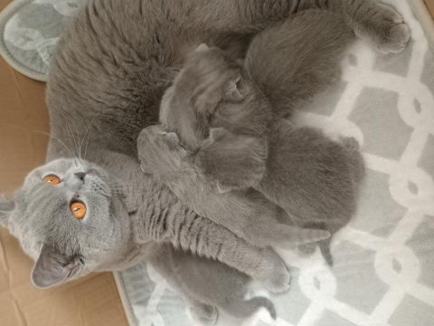 Kendi canı gibi sevenlere kediler
