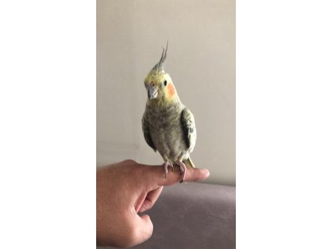 Alıştırmalık sultan papağanı bebişler