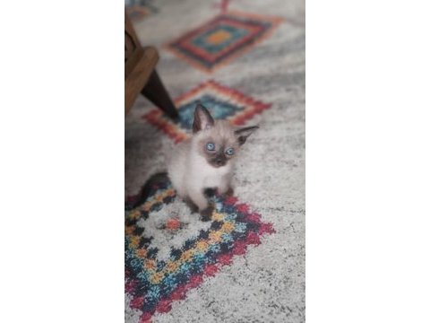2 aylık dişi erkek siyam kedisi yavruları