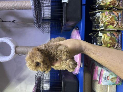 Kore poodle ve poodle yavrularımız yeni yuvasını be
