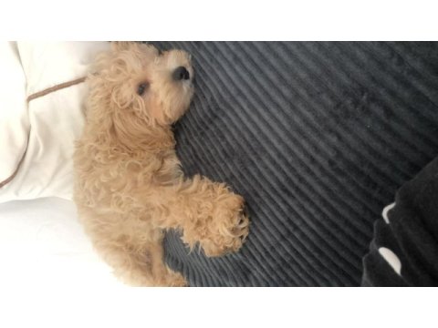 4 aylik erkek maltipoo