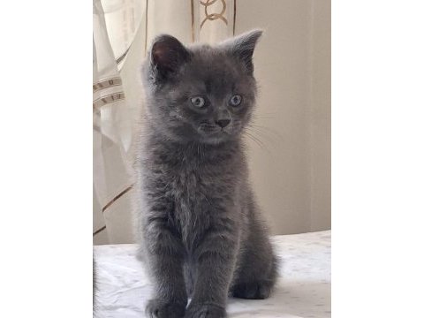 British shorthair yavrularımız