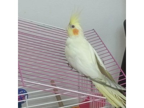 Lutino erkek 5 aylık sultan papağanı