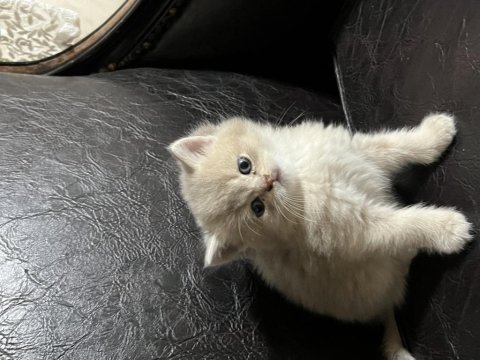British shorthair erkek yavrular a+ kalite nadir renk tonu